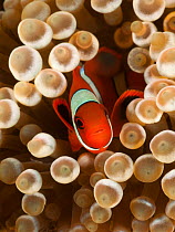 True clownfish / Clown anemonefish (Amphiprion percula) hiding among the tentacles of a sea anemone. Lembeh Strait, North Sulawesi, Indonesia