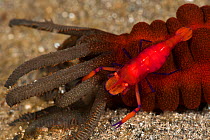 Imperial / Emperor shrimp (Periclimenes imperator / Zenopontonia rex) on a sea cucumber. Lembeh Strait, North Sulawesi, Indonesia.