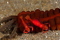 Imperial / Emperor shrimps (Periclimenes imperator / Zenopontonia rex) on a sea cucumber. Lembeh Strait, North Sulawesi, Indonesia.