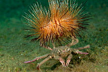 Carrier / Sea urchin crab (Dorippe frascone) carrying a fire urchin as a deterrent to predators. Lembeh Strait, North Sulawesi, Indonesia