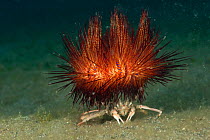 Carrier / Sea urchin crab (Dorippe frascone) carrying a fire urchin as a deterrent to predators. Lembeh Strait, North Sulawesi, Indonesia.