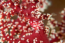Allied Cowrie (Diminovula culmen) camouflaged on Soft coral host (Dendronephthya sp). Lembeh Strait, North Sulawesi, Indonesia.