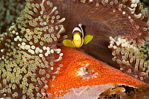 Saddleback anemonefish juvenile (Amphiprion polymnus) tending to freshly laid eggs. Lembeh Strait, North Sulawesi, Indonesia.