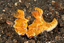 two Purple edged ceratosoma nudibranchs (Ceratosoma teneu). Lembeh Strait, North Sulawesi, Indonesia.