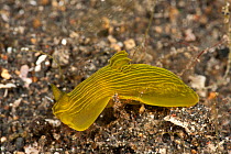 Dorid nudibranch, Lembeh Strait, North Sulawesi, Indonesia