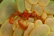 Orangutan crab (Achaeus japonicus) on bubble coral. Lembeh Strait, North Sulawesi, Indonesia.
