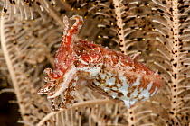 Pygmy / Stumpy spined cuttlefish (Sepia bandensis). Lembeh Strait, North Sulawesi, Indonesia.