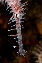 Ornate ghost pipefish (Solenostomus paradoxus), close-up of the head. Lembeh Strait, North Sulawesi, Indonesia.