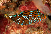 Papuan Toby pufferfish (Canthigaster papua) Lembeh Strait, North Sulawesi, Indonesia.