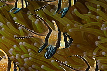Schooling Banggai cardinalfish in anemone tentacles. (Pterapogon kaudemi). Lembeh Strait, North Sulawesi, Indonesia