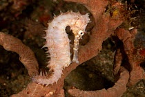 RF- Thorny seahorse (Hippocampus hystrix) gripping a sponge with its tail. Lembeh Strait, North Sulawesi, Indonesia. (This image may be licensed either as rights managed or royalty free.)