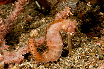 Thorny seahorse (Hippocampus hystrix) hiding by a similarly-coloured sponge. Lembeh Strait, North Sulawesi, Indonesia.