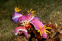 RF- Group of Nudibranchs (Hypselodoris / Chromodoris Bullocki) mating and laying eggs. Lembeh Strait, North Sulawesi, Indonesia. (This image may be licensed either as rights managed or royalty free.)