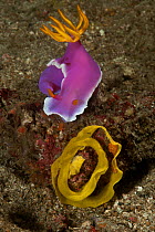 Nudibranch (Hypselodoris / Chromodoris bullocki)  laying eggs with two aeolid nudibranchs feeding on the eggs. Lembeh Strait, North Sulawesi, Indonesia.