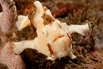Cream coloured Painted frogfish (Antennarius pictus) on a sponge. Lembeh Strait, North Sulawesi, Indonesia.