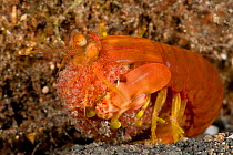 Mantis shrimp (Stomatopoda family) carrying her eggs beneath her body. Lembeh Strait, North Sulawesi, Indonesia.