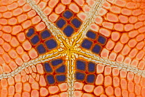 Star shaped Pincushion / Pillow cushion starfish (Culcita novaeguinea), detail of the underbelly. Lembeh Strait, North Sulawesi, Indonesia.