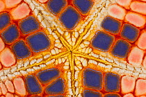 Star shaped Pincushion / Pillow cushion starfish (Culcita novaeguinea), detail of the underbelly. Lembeh Strait, North Sulawesi, Indonesia.
