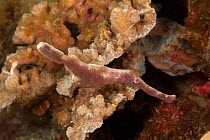 Velvet ghost pipefish (Solenostomus sp) camouflaged against coral, Lembeh Strait, North Sulawesi, Indonesia.