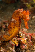 RF- Estuary / Spotted seahorse (Hippocampus kuda) in the rubble. Lembeh Strait, North Sulawesi, Indonesia. (This image may be licensed either as rights managed or royalty free.)