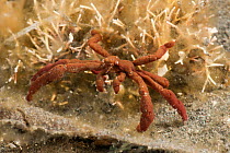 Spider crab (Achaeus sp) Lembeh Strait, North Sulawesi, Indonesia