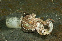 Coconut / Veined octopus (Octopus marginatus) in a bottle cap getting a new shell to use as its home. Lembeh Strait, North Sulawesi, Indonesia.