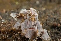 Grey Painted frogfish (Antennarius pictus) on a sponge. Lembeh Strait, North Sulawesi, Indonesia.