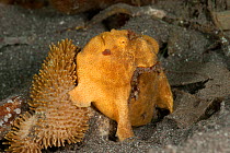 Yellow Giant / Commerson's frogfish (Antennarius commerson). Lembeh Strait, North Sulawesi, Indonesia.