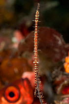 Tozeuma / Black coral shrimp (Tozeuma armatum) upright on coral. Lembeh Strait, North Sulawesi, Indonesia.