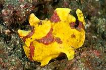 Yellow Painted frogfish (Antennarius pictus) on the sand. Lembeh Strait, North Sulawesi, Indonesia.