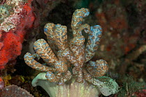 Nudibranch (Phyllodesmium longicirrum), known as a solar-powered nudibranch because of its symbiotic relationship with photosynthetic zooxanthellae in its tissues. Lembeh Strait, North Sulawesi, Indon...