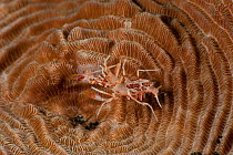 Tiger / Elegant shrimp (Phyllognathia ceratophthalmus) on a coral. Lembeh Strait, North Sulawesi, Indonesia.