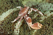 Porcelain anemone crab (Neopetrolisthes maculosus / maculatus). Lembeh Strait, North Sulawesi, Indonesia.
