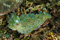 Big Nudibranch (Dendrodoris tuberculosa) on the reef. Lembeh Strait, North Sulawesi, Indonesia.
