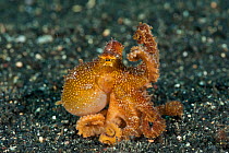 Poison ocellate octopus (Octopus mototi) on seabed. Lembeh Strait, North Sulawesi, Indonesia