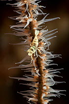 Zanzibar whipcoral shrimp (Dasycaris zanzibarica) on whip coral, Lembeh Strait, North Sulawesi, Indonesia.