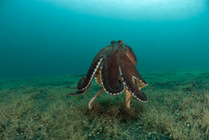 Coconut / Veined octopus (Octopus marginatus) "walking" on its tentacles. Lembeh Strait, North Sulawesi, Indonesia