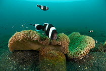 Saddleback anemonefish (Amphiprion polymnus) swimming around its anemone home. Lembeh Strait, North Sulawesi, Indonesia.