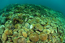 Field of Mushroom corals (Fungia sp.). Lembeh Strait, North Sulawesi, Indonesia.