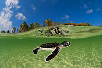 Baby green turtle (Chelonia mydas) hatchling in the shallows of the beach, swimming out to sea. Anano Island, Wakatobi, South Sulawesi, Indonesia, November