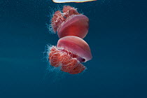 Red jellyfish floating in water, food of the Leatherback turtles, Philippines.
