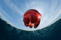 RF- Low angle shot of Red jellyfish floating in water, food of the Leatherback turtles, Philippines. (This image may be licensed either as rights managed or royalty free.)