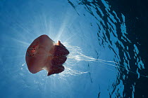 Red jellyfish floating in water, food of the Leatherback turtles, Philippines.