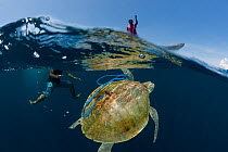 Local fishermen capturing a sea turtle for food, Kei islands, Moluccas, Indonesia, November 2009