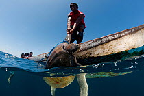 Local fishermen capturing a sea turtle for food, Kei islands, Moluccas, Indonesia, November 2009.