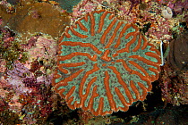 Coral (Symphyllia sp.). Misool, Raja Ampat, West Papua, Indonesia, January 2010.
