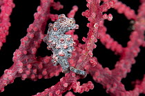 Pygmy seahorse (Hippocampus bargibanti) camouflaged in a fancoral. Misool, Raja Ampat, West Papua, Indonesia