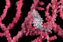 Pygmy seahorse (Hippocampus bargibanti) camouflaged in a fancoral. Misool, Raja Ampat, West Papua, Indonesia