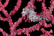 Pygmy seahorse (Hippocampus bargibanti) camouflaged in a fancoral. Misool, Raja Ampat, West Papua, Indonesia.