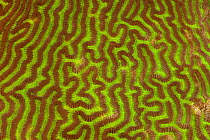 Close up of fluorescent corals. Misool, Raja Ampat, West Papua, Indonesia